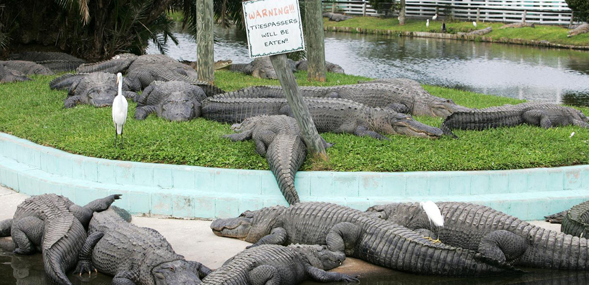 gatorland-photo